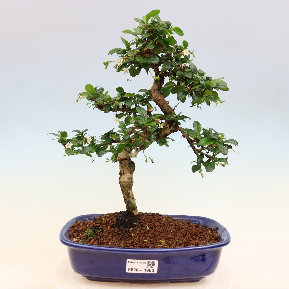 Izbové bonsaje - Carmona macrophylla - Tea fuki