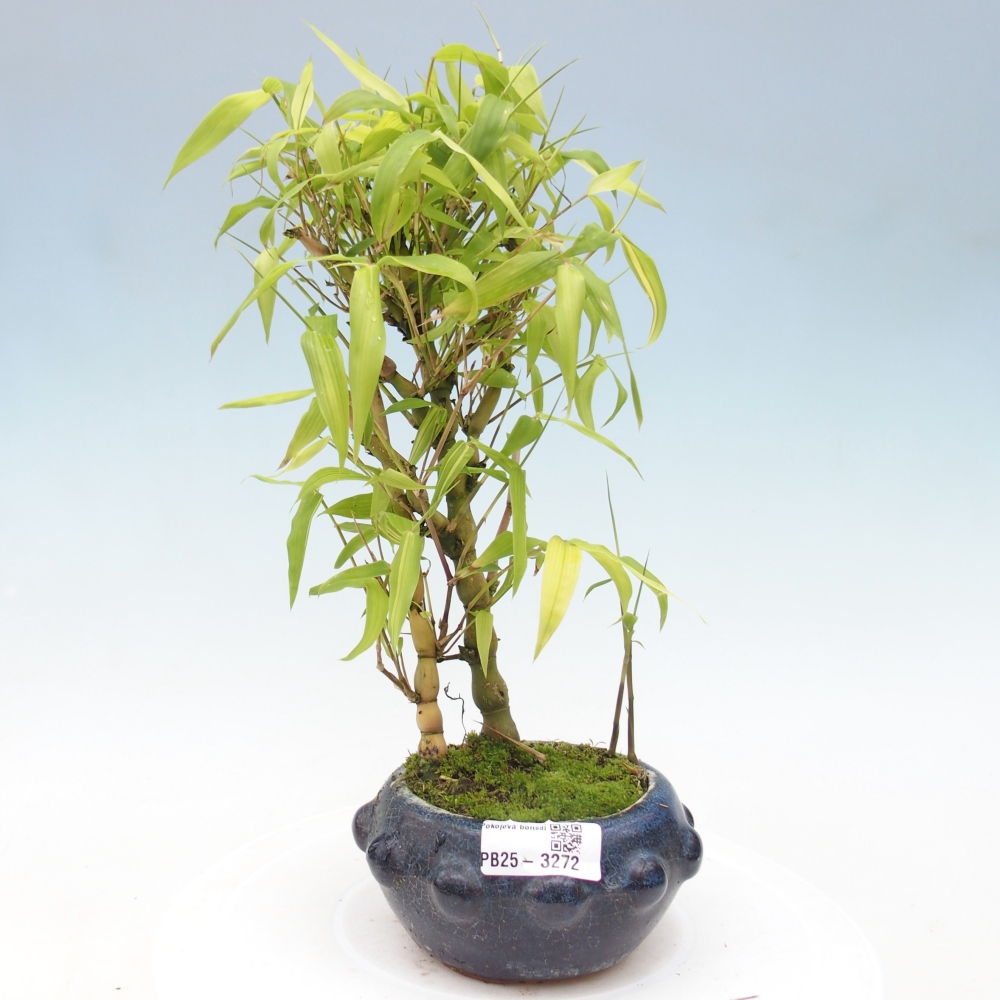 Izbové bonsaje - Bambusové brucho - Bambusové brucho