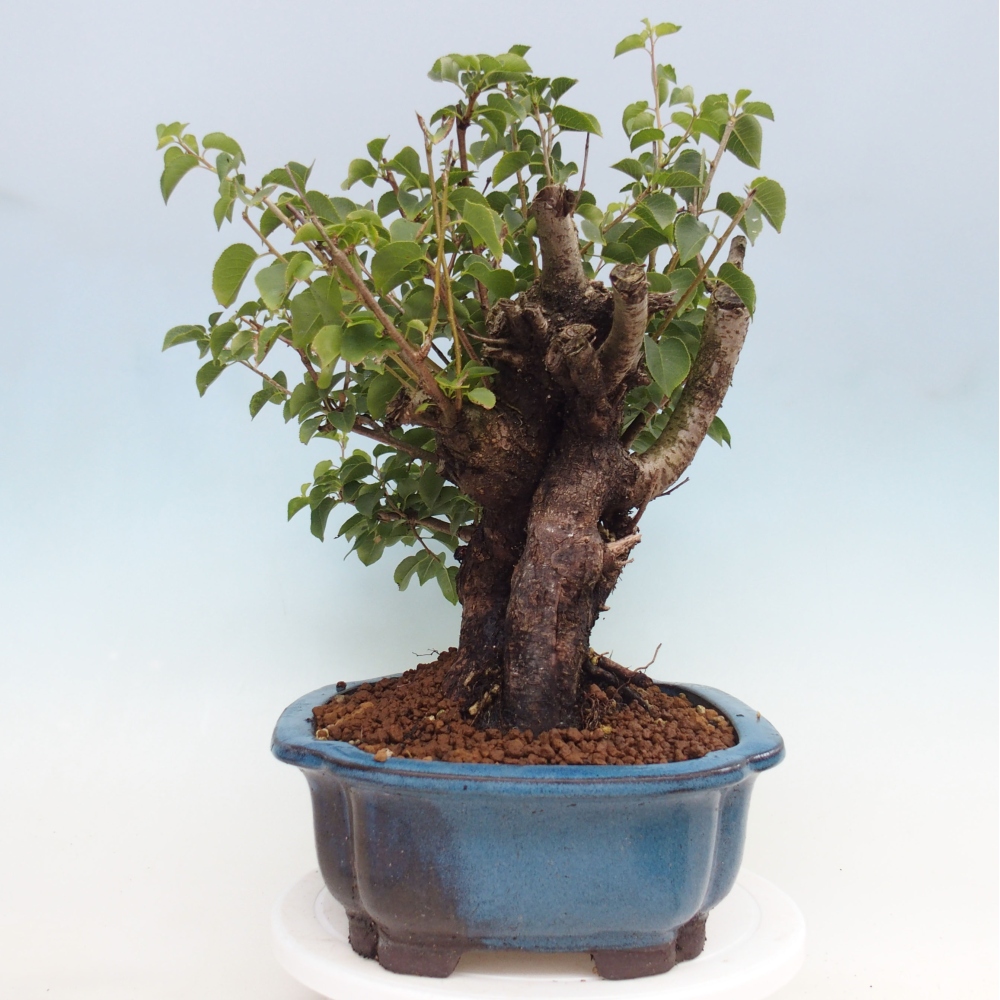 Vonkajšie bonsai - Mahalebka - Prunus mahalieb