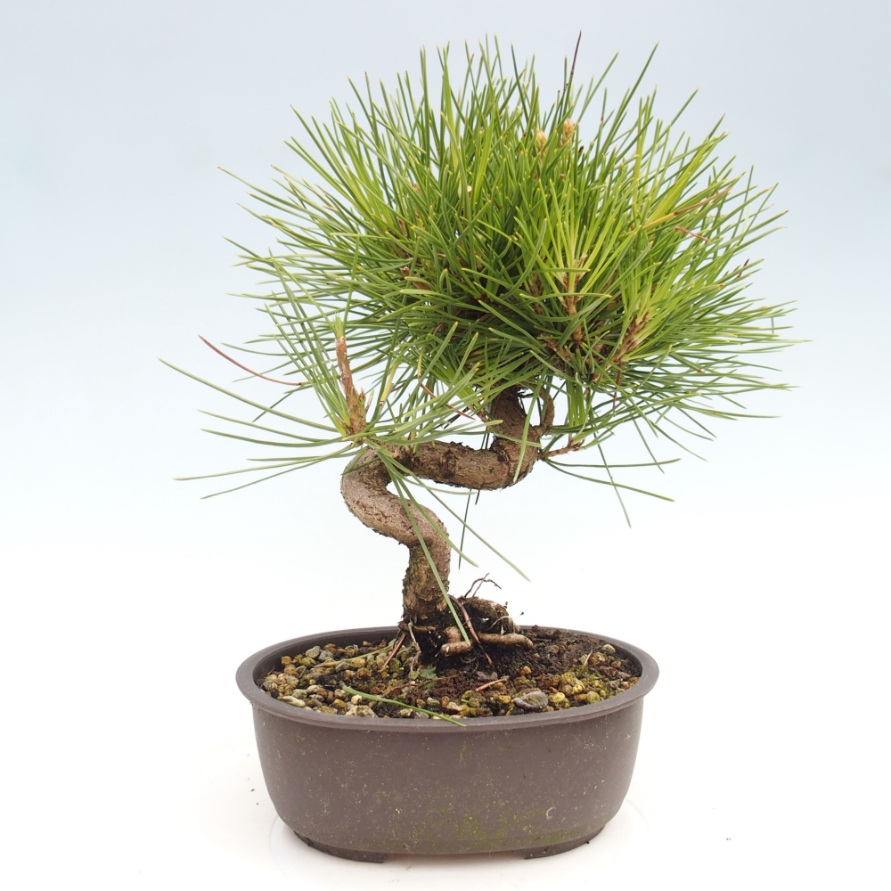 Vonkajší bonsai - Pinus thunbergii - Borovica thunbergova
