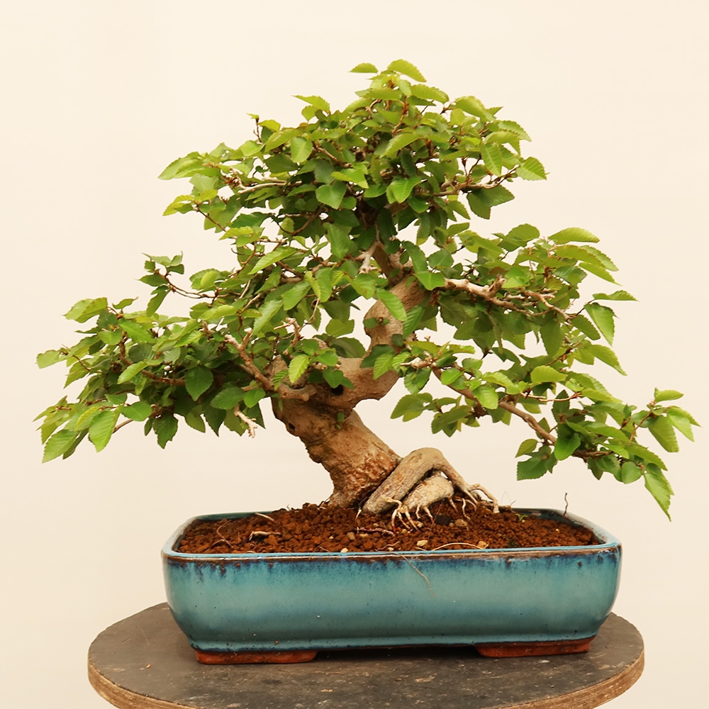 Vonkajší bonsai -Carpinus Coreana - Hrab kórejský