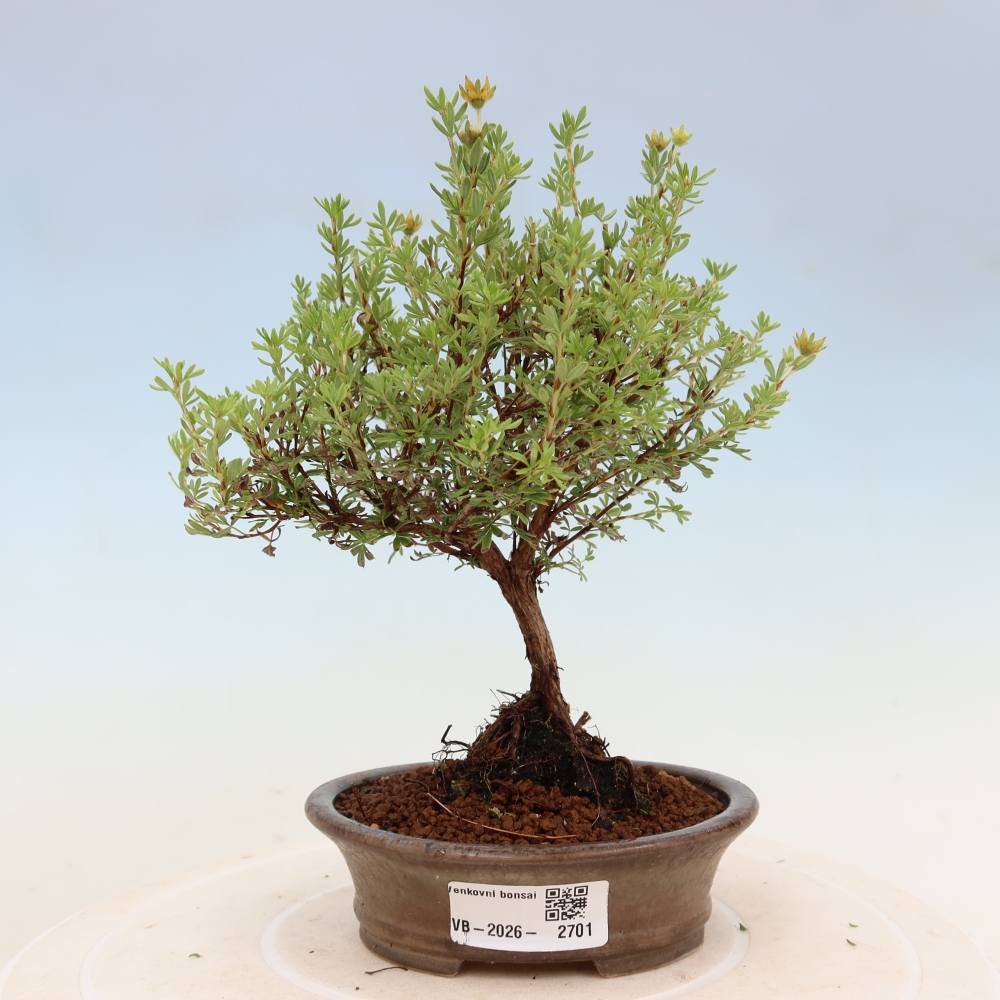 Vonkajší bonsai – Potentila fruticosa – Goldkissen