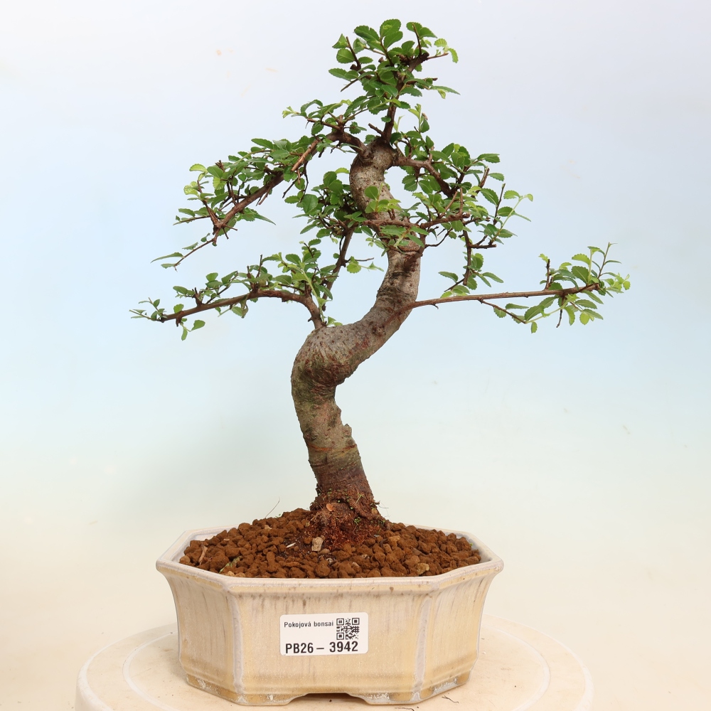 Izbový bonsaj - Ulmus parvifolia - brest malolistý