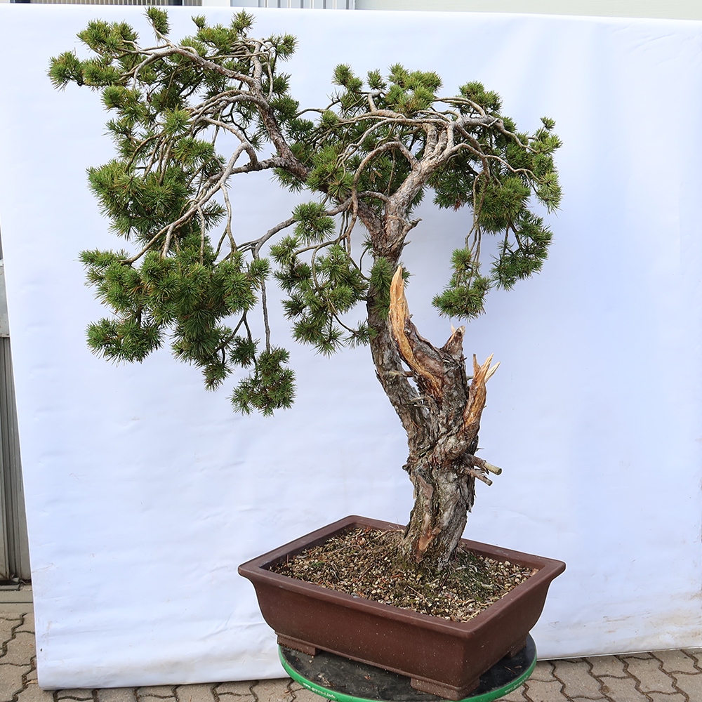 Pinus sylvestris Španielsko – borovica lesná