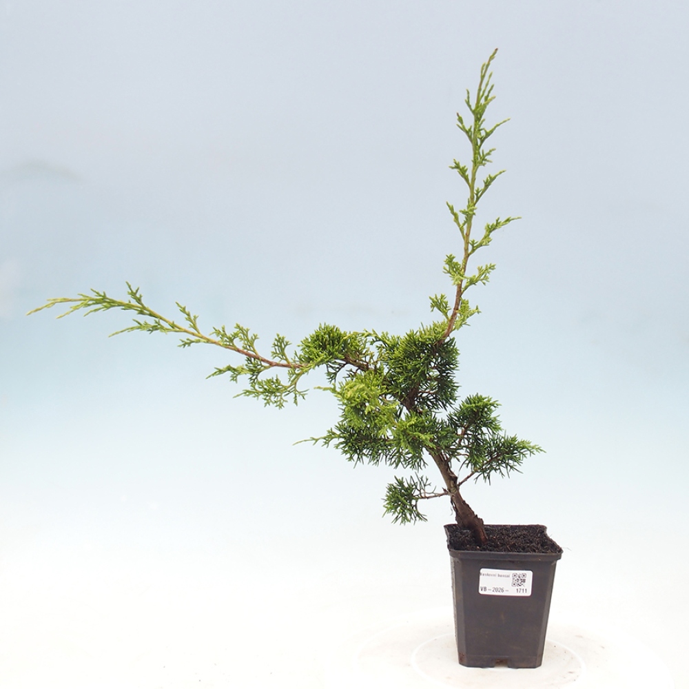 Vonkajší bonsaj - Juniperus chinensis Itoigawa
