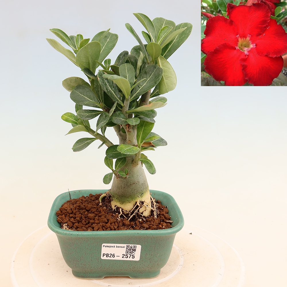 Izba bonsai – Adenium obesum Red Star – Púštna ruža