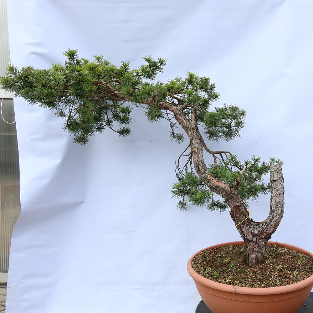 Pinus sylvestris Španielsko – borovica lesná