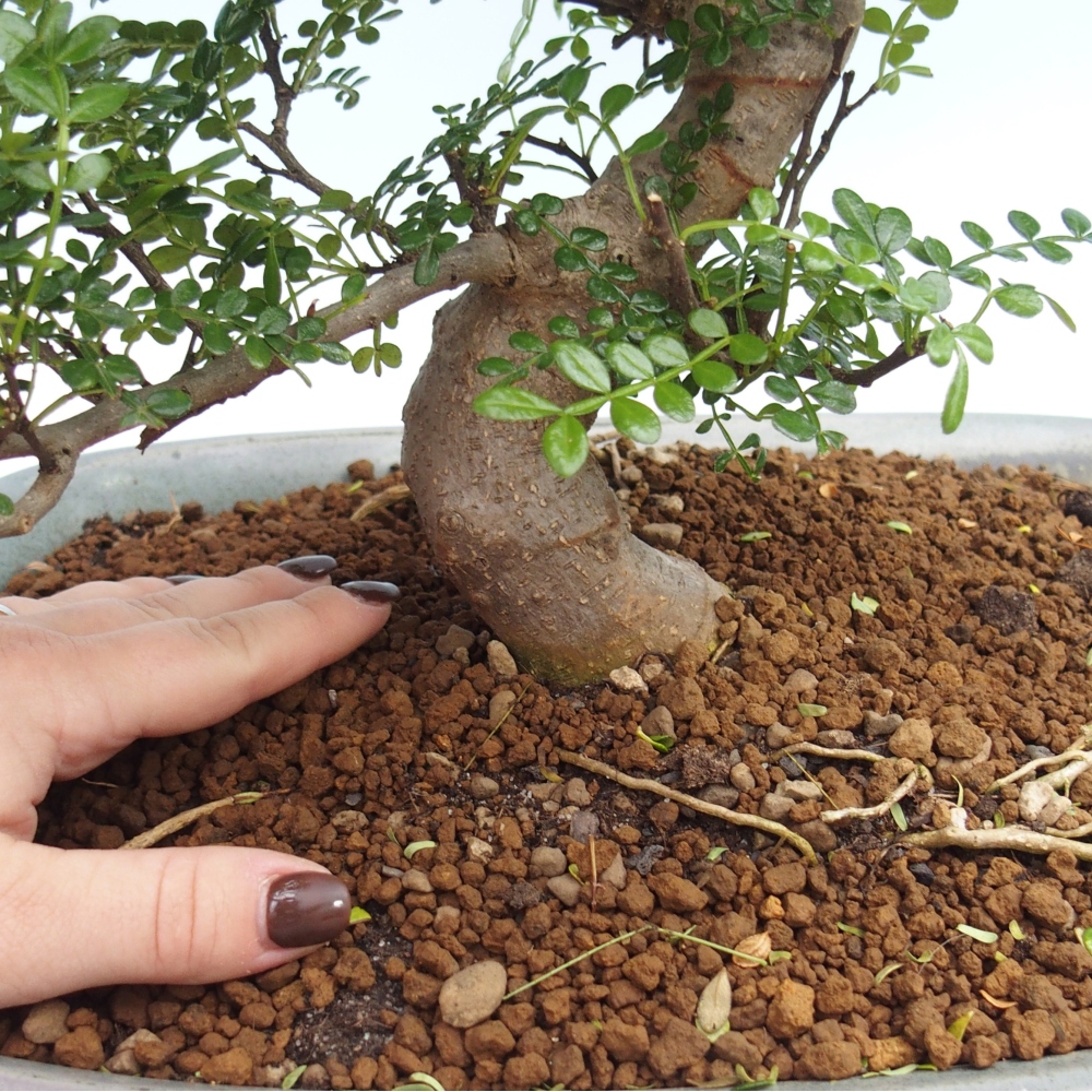 Izbový bonsaj - Zantoxylum piperitum - paprikový strom