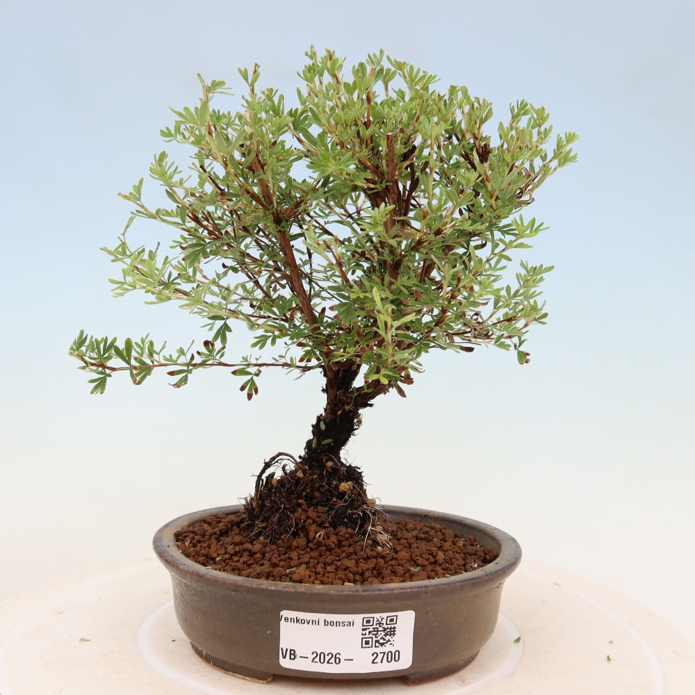 Vonkajší bonsai – Potentila fruticosa – Goldkissen