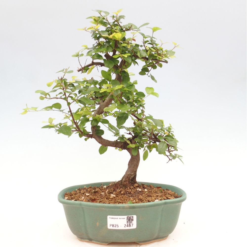 Izbová bonsai - Sagerécia thea - Sagerécia thea
