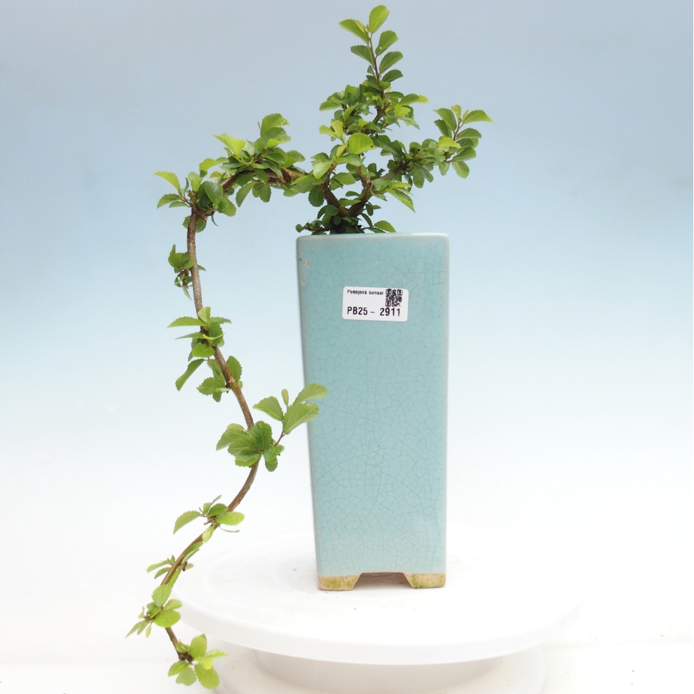 Izbová bonsai - Grewia occidentalis - Hviezdica levanduľová