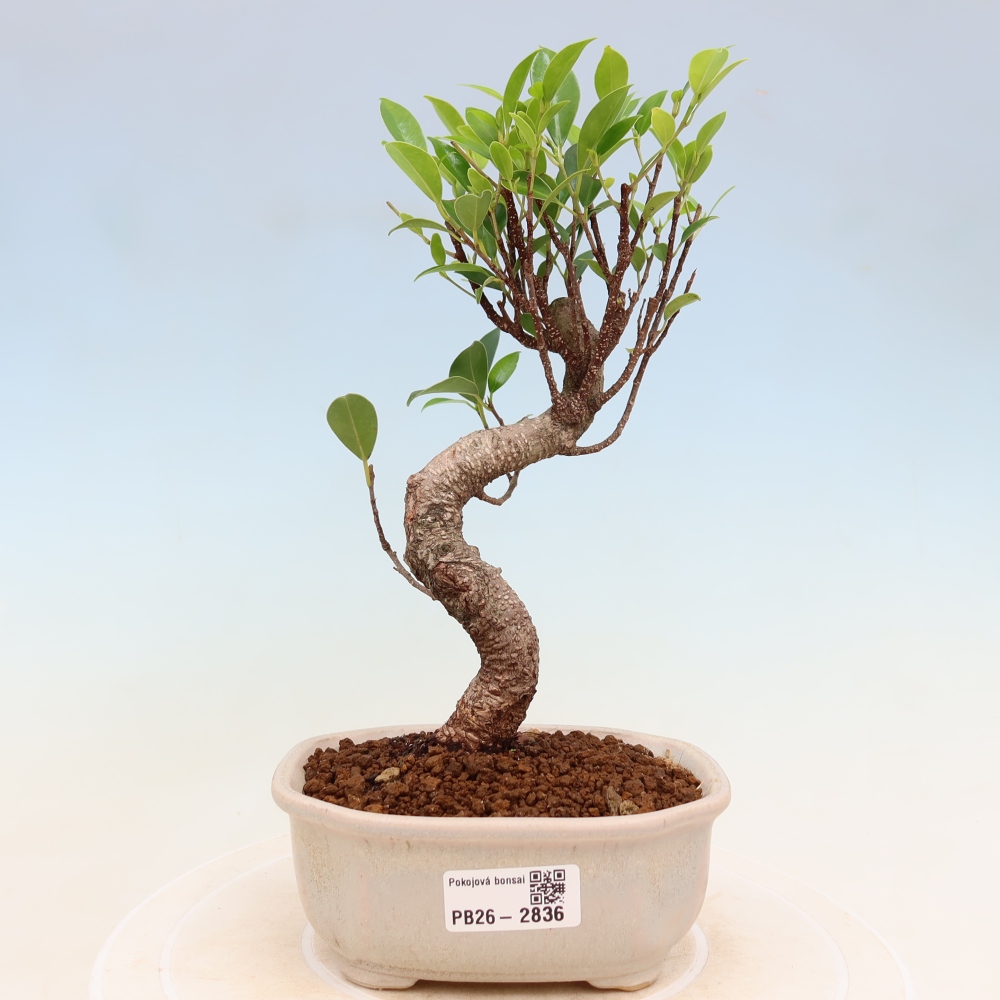Izbové bonsaje - Ficus kimmen - drobnolistý fikus
