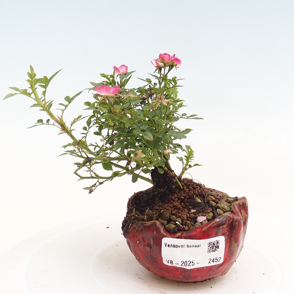 Vonkajší bonsai - Rosa Cutie Pie - Ruže 