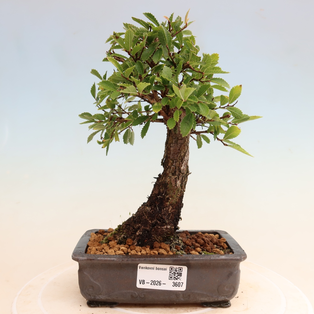 Vonkajšie bonsaje - Zelkova - Zelkova NIRE