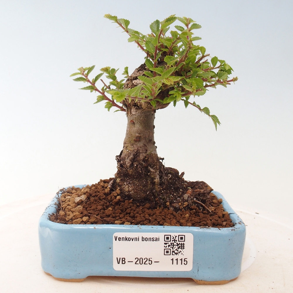 Vonkajší bonsai - Ulmus parvifolia Sagei - Malolistý brest