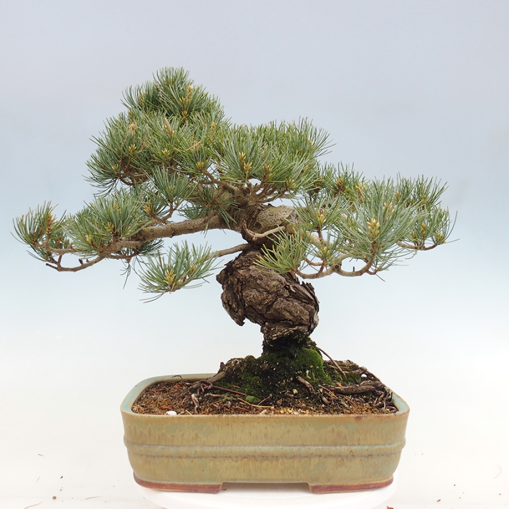 Vonkajšie bonsaje - Pinus parviflora - Pinus parviflora
