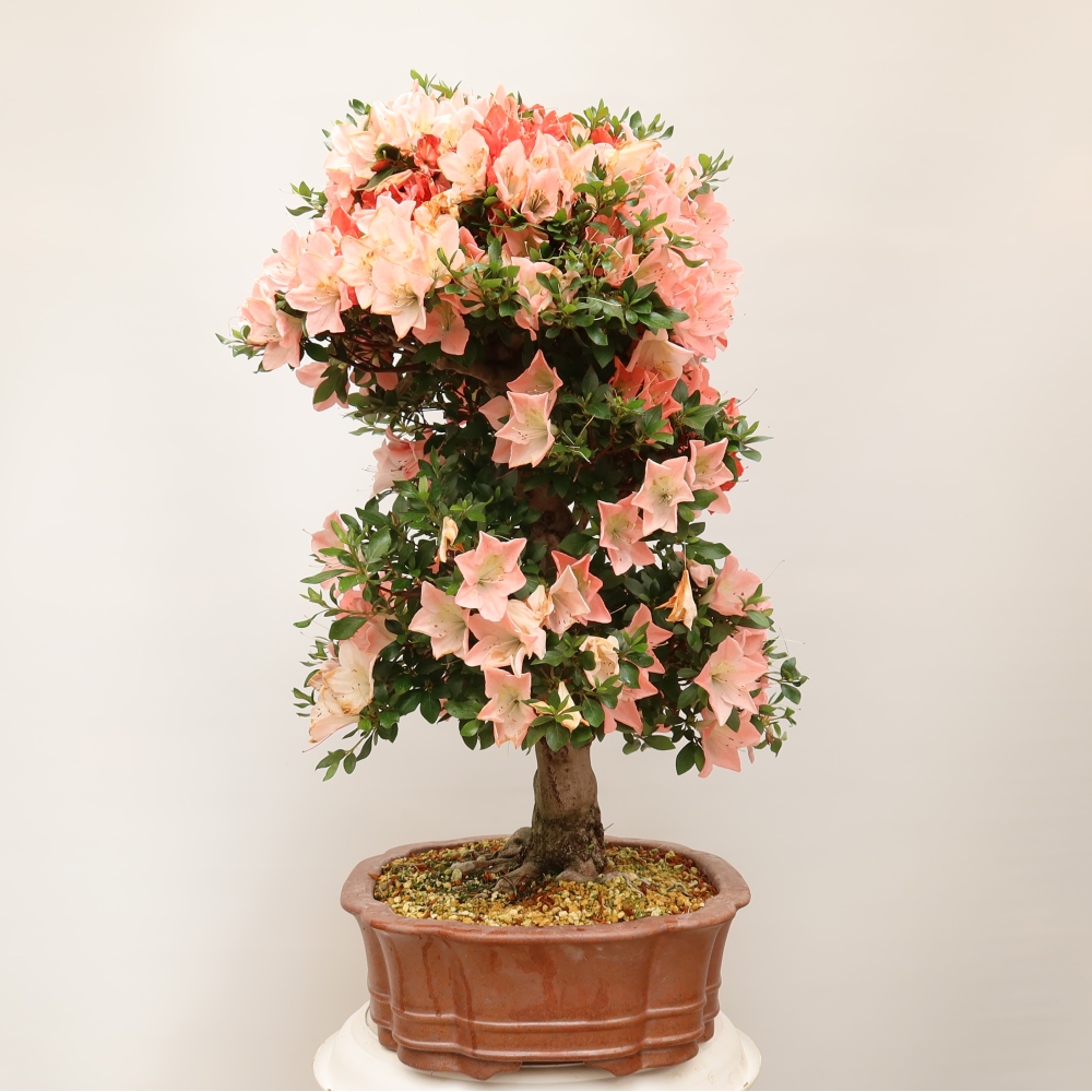 Vonkajšie bonsaje - Japonské azalky - Azalea Sansai