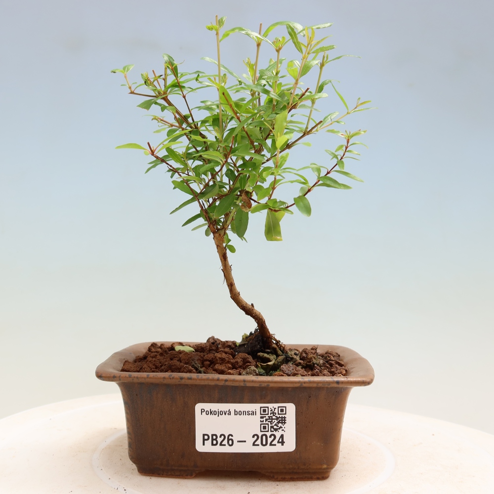 Izbový bonsaj-PUNICA granatum nana-Granátové jablko