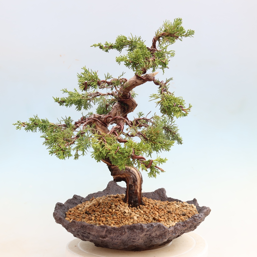 Vonkajší bonsai – Juniperus chinensis Itoigawa – čínsky jalovec