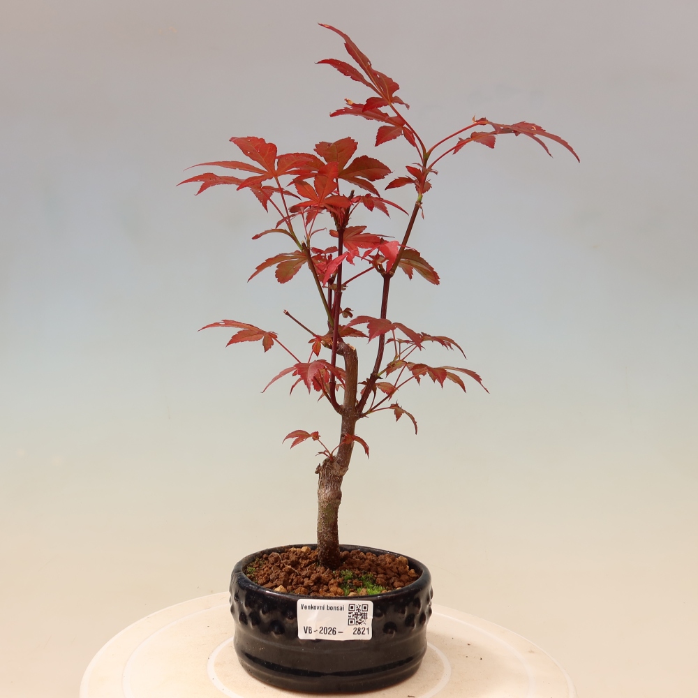 Vonkajšia bonsaj - palma Acer. Atropurpureum-Javor palmový