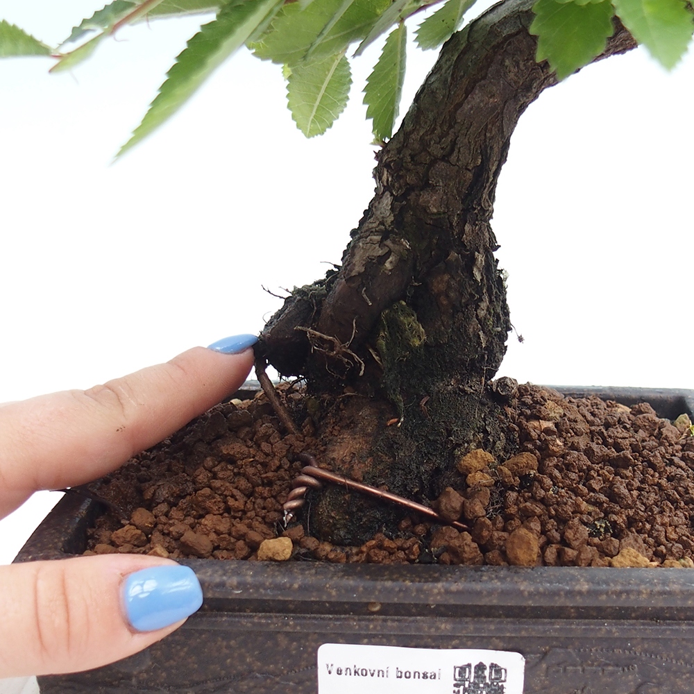 Vonkajšie bonsai - Zelkova - Zelkova Nirom