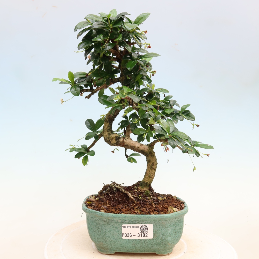 Izbové bonsaje - Carmona macrophylla - Tea fuki
