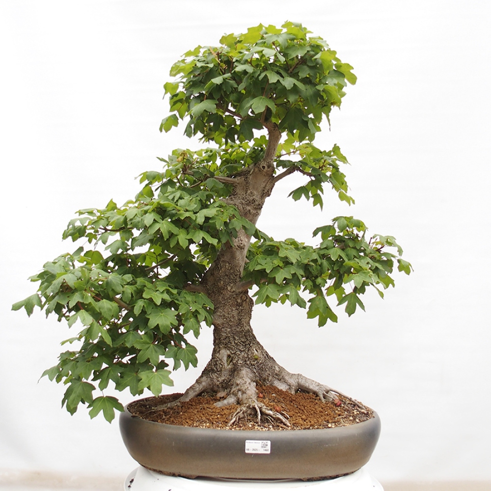 Vonkajší bonsai -Javor babyka - Acer campestre