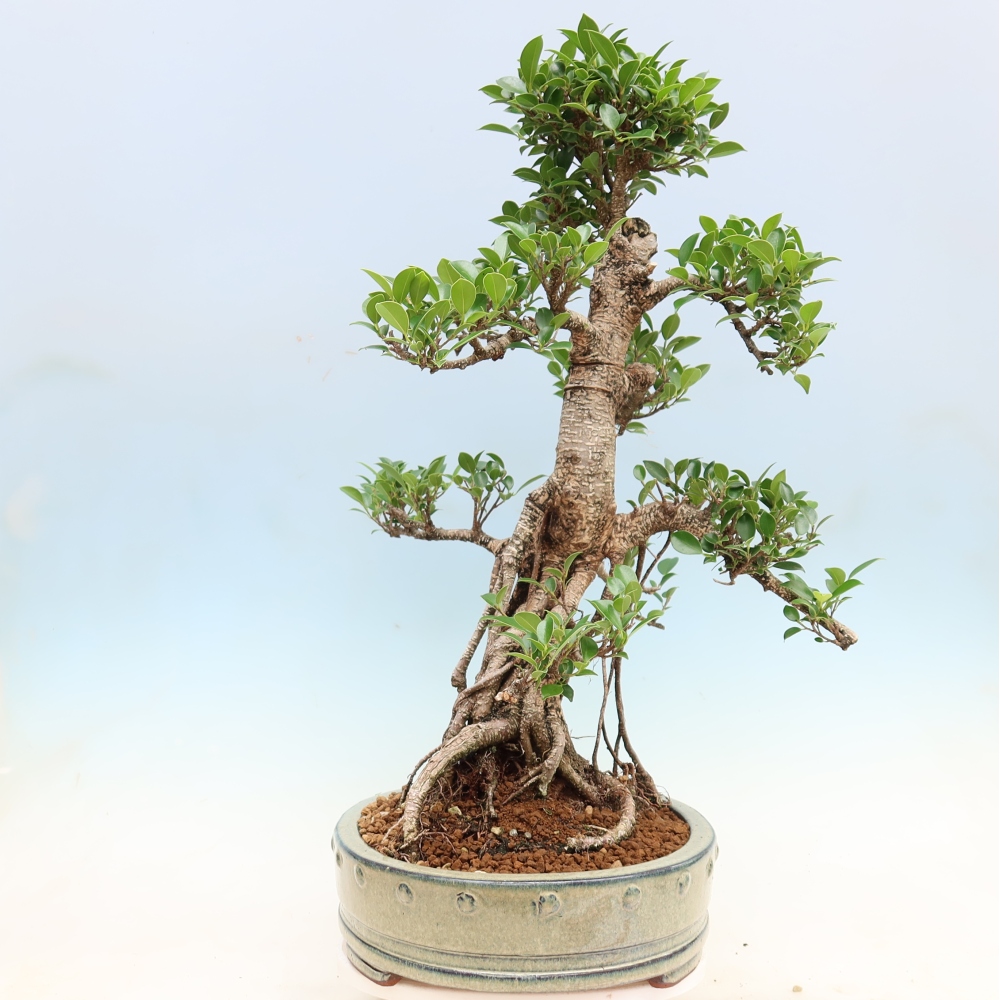 Izbové bonsaje - Ficus kimmen - drobnolistý fikus