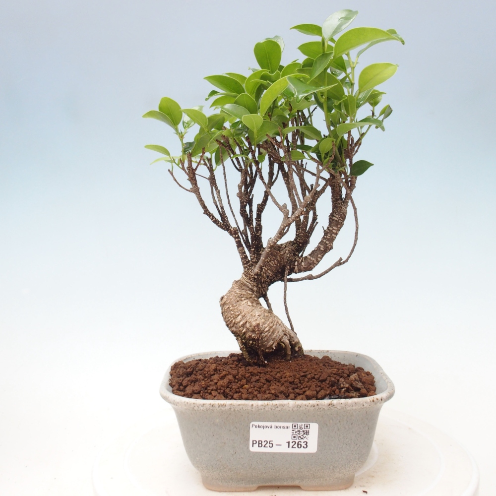 Izbová bonsai - Ficus retusa - malolistá fikus