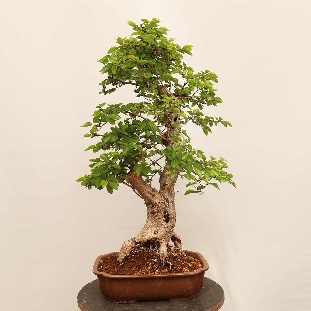 Vonkajší bonsai -Carpinus Coreana - Hrab kórejský
