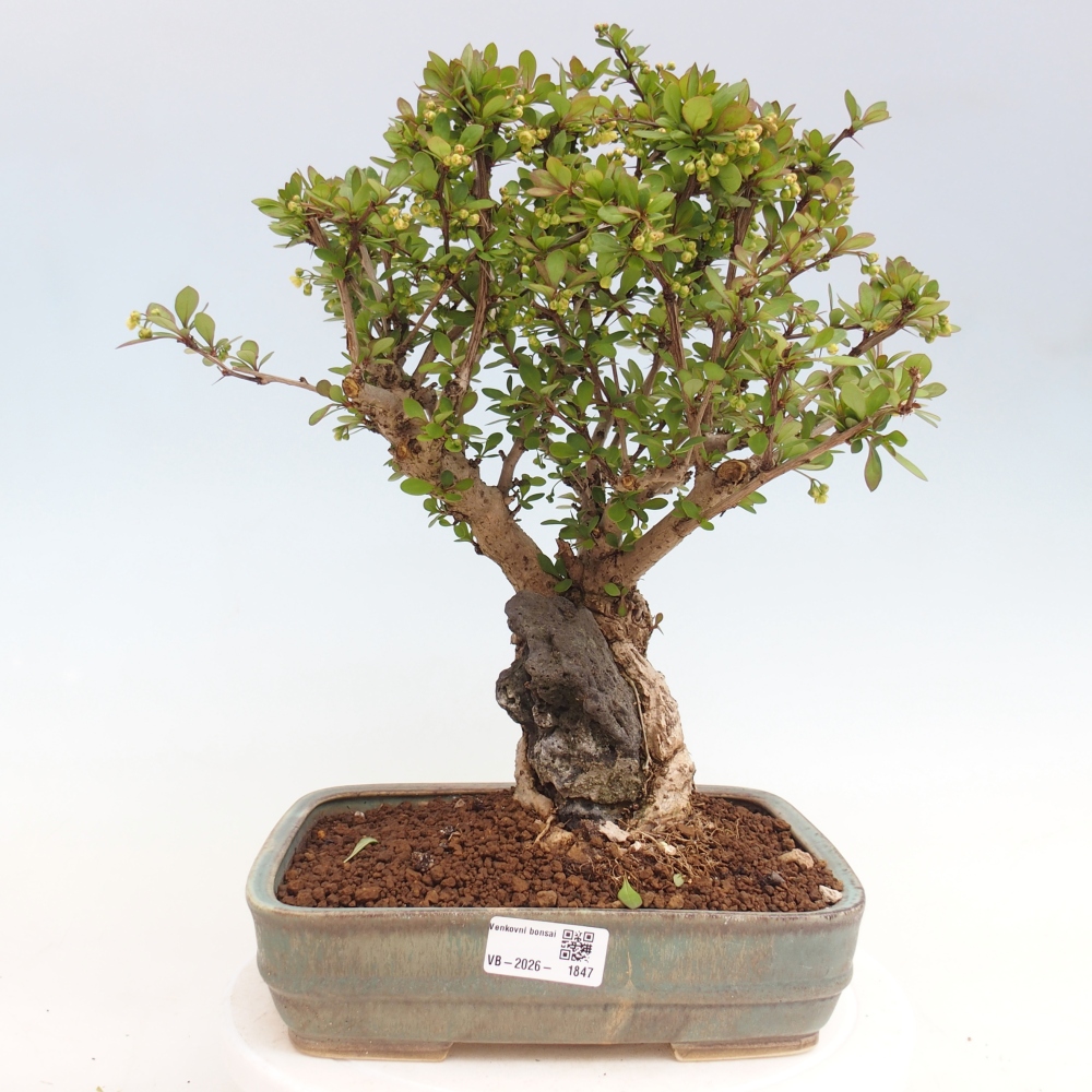 Vonkajšie bonsaje - Berberis coreana