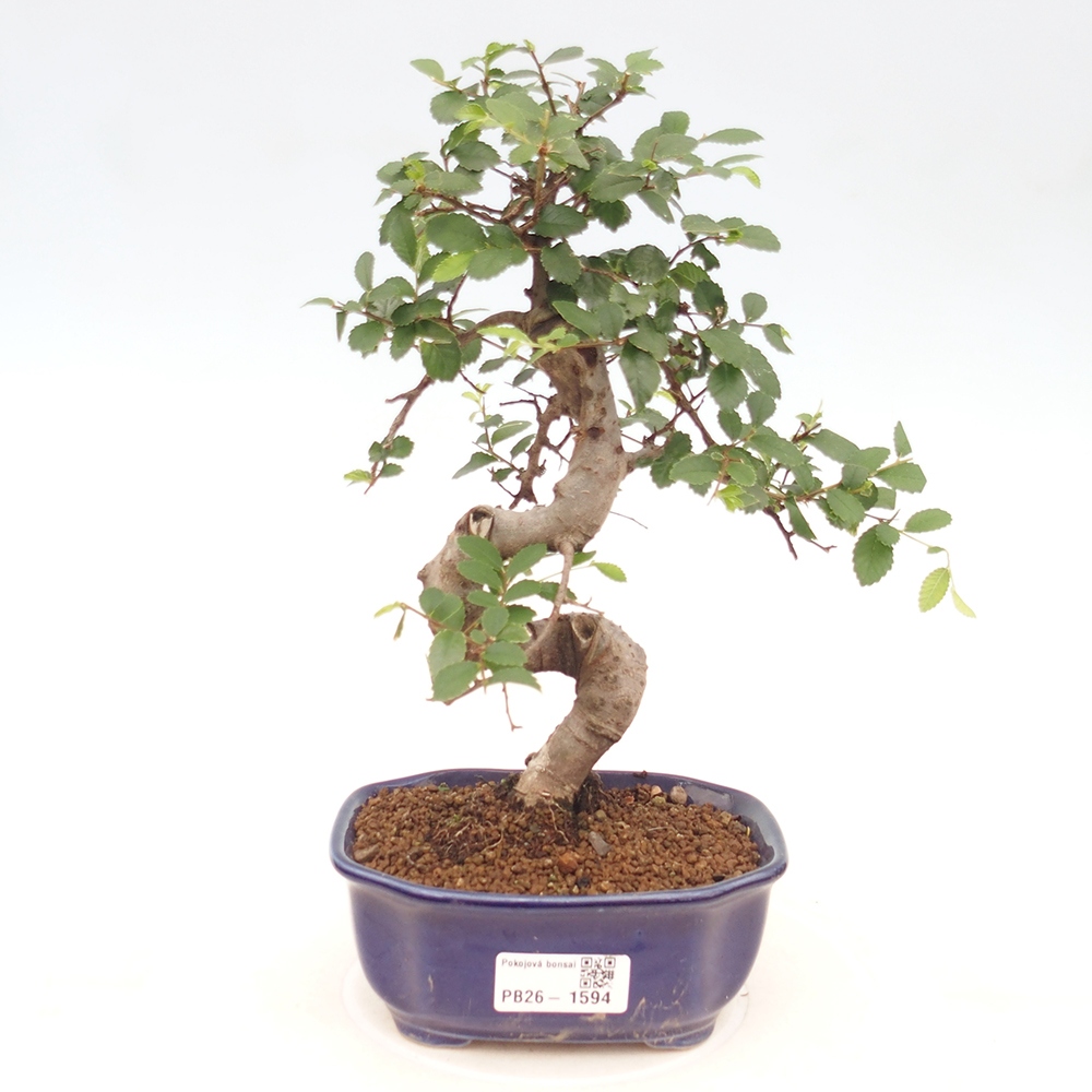 Izbový bonsaj - Ulmus parvifolia - brest malolistý