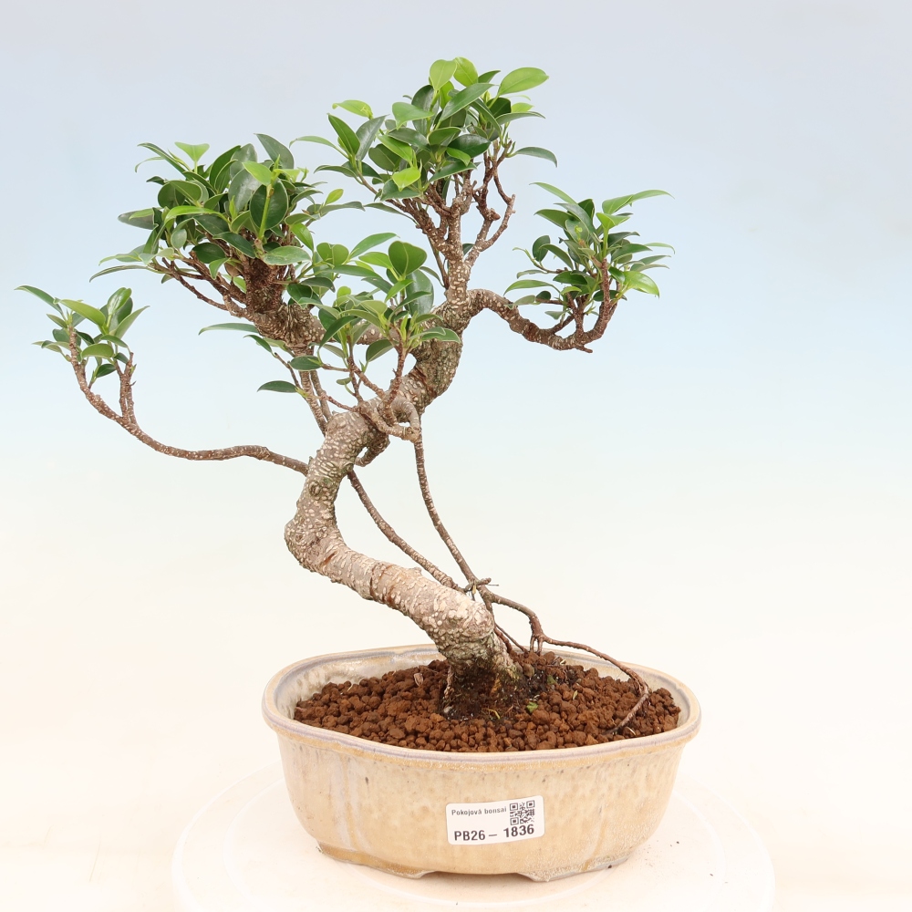 Izbový bonsaj - Ficus retusa - drobnolistý fikus