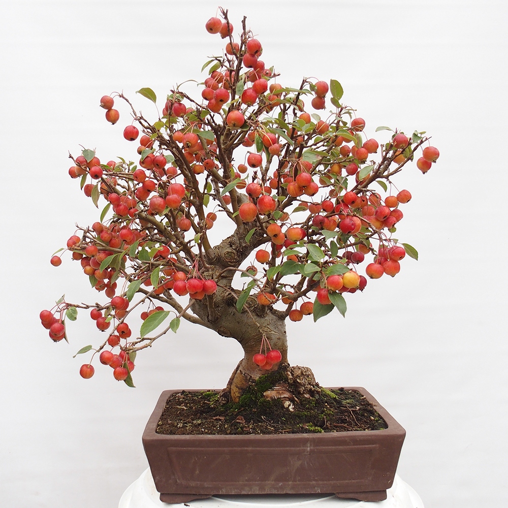 Vonkajší bonsai -Malus halliana - Maloplodá jabloň