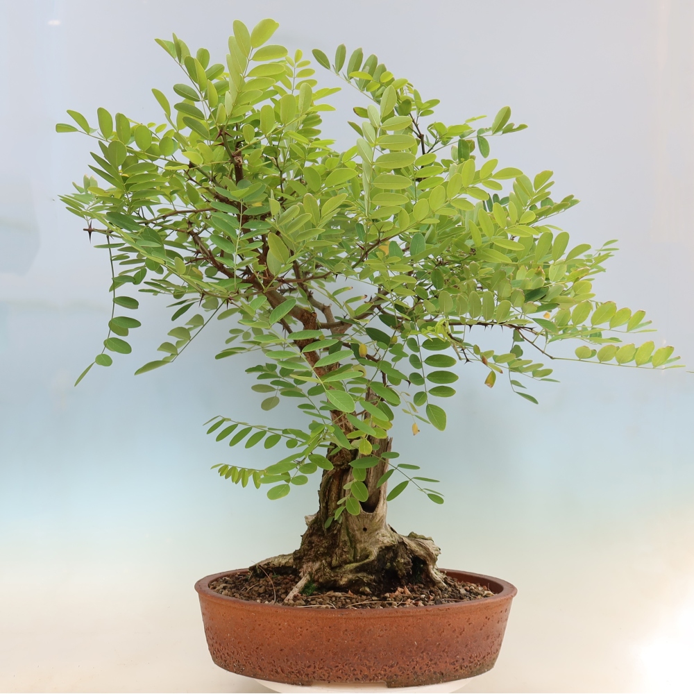 Vonkajší bonsai – trnovník akát – Robinia pseudoacacia