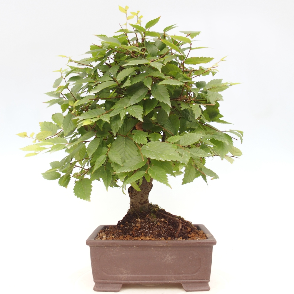 Vonkajšie bonsai - Zelkova - Zelkova serrata