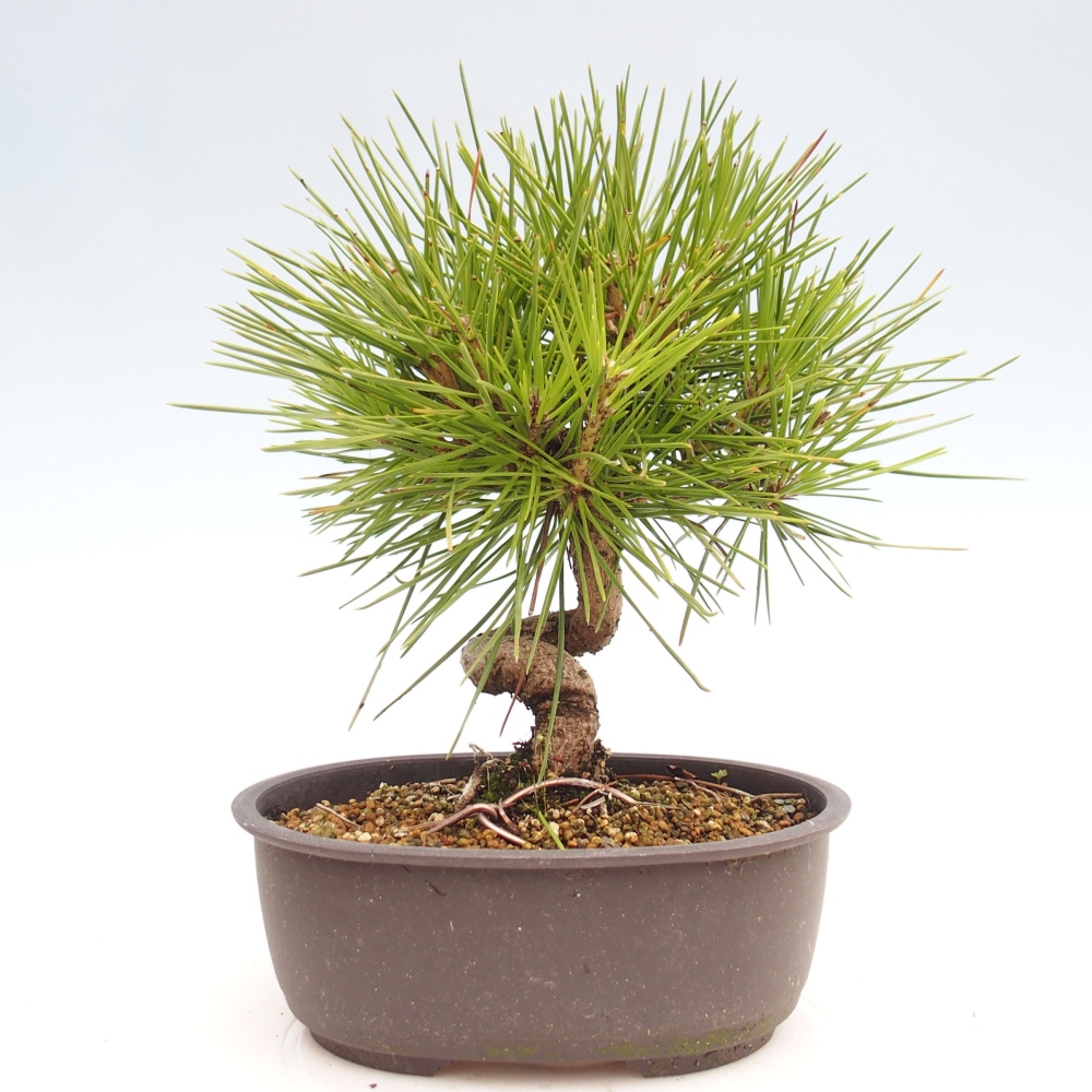 Vonkajší bonsai - Pinus thunbergii - Borovica thunbergova