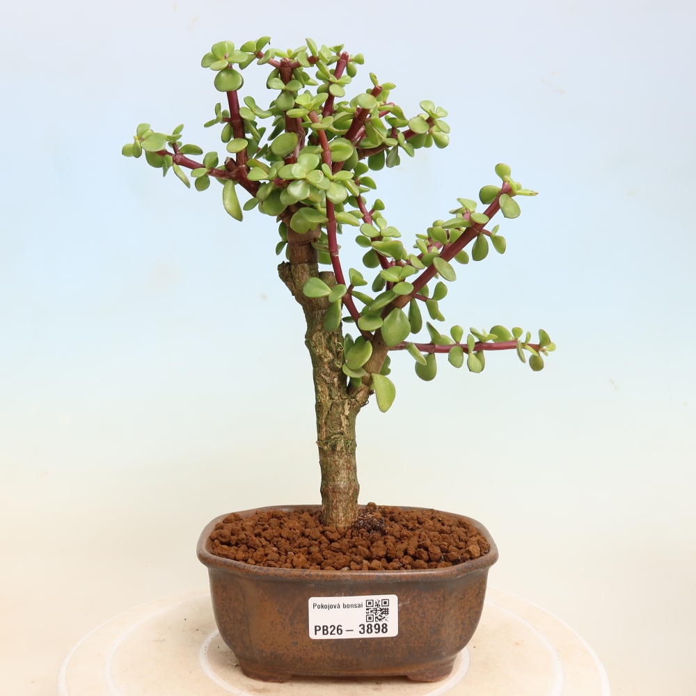 Izbové bonsaje - Portulakaria Afra - Tlustice