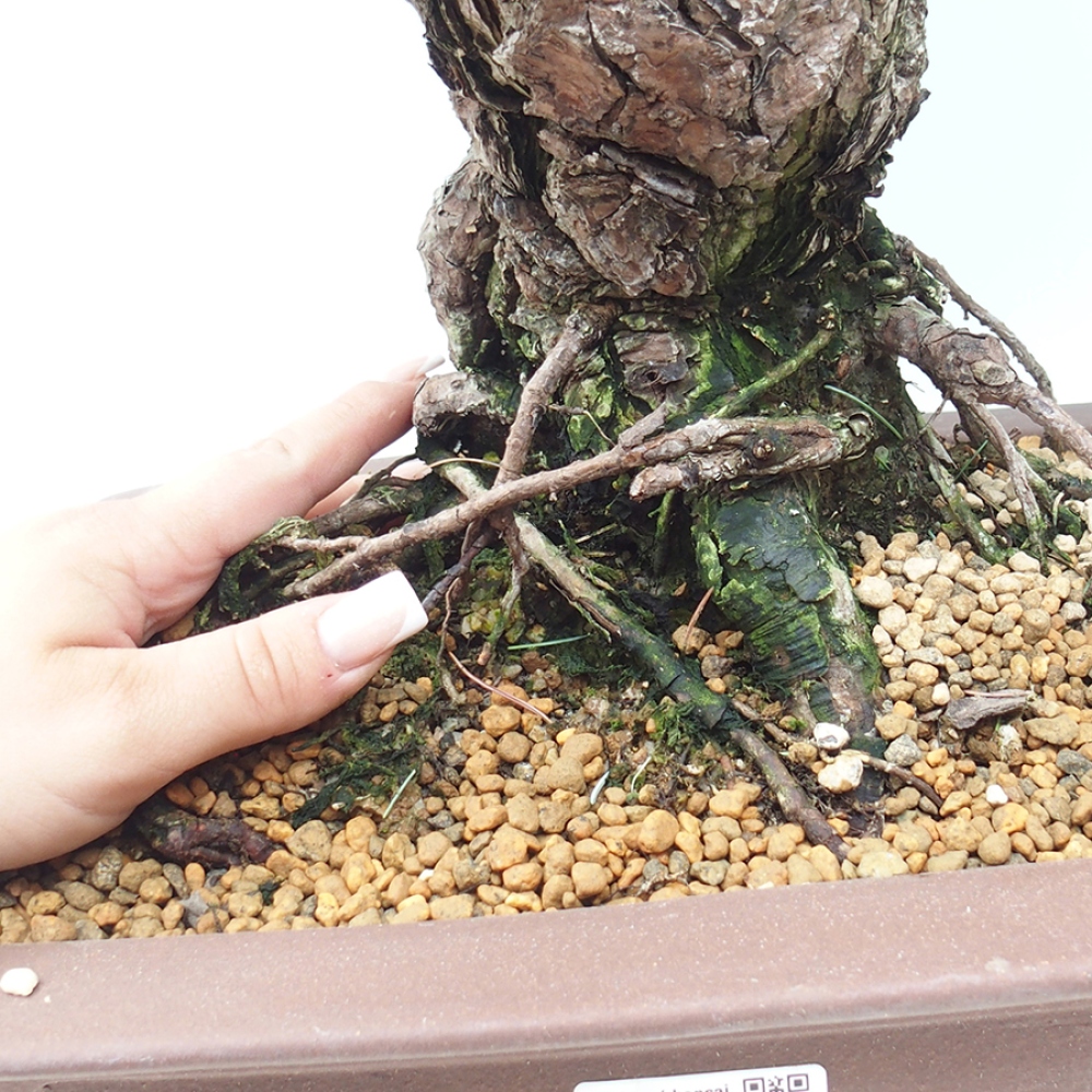 Vonkajšie bonsaje - Pinus parviflora - Pinus parviflora