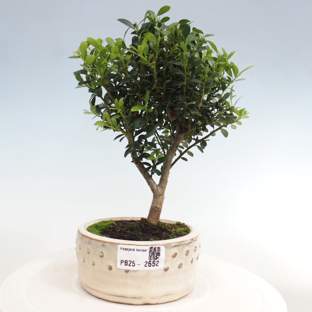 Izbová bonsai - Ilex crenata - Cezmína