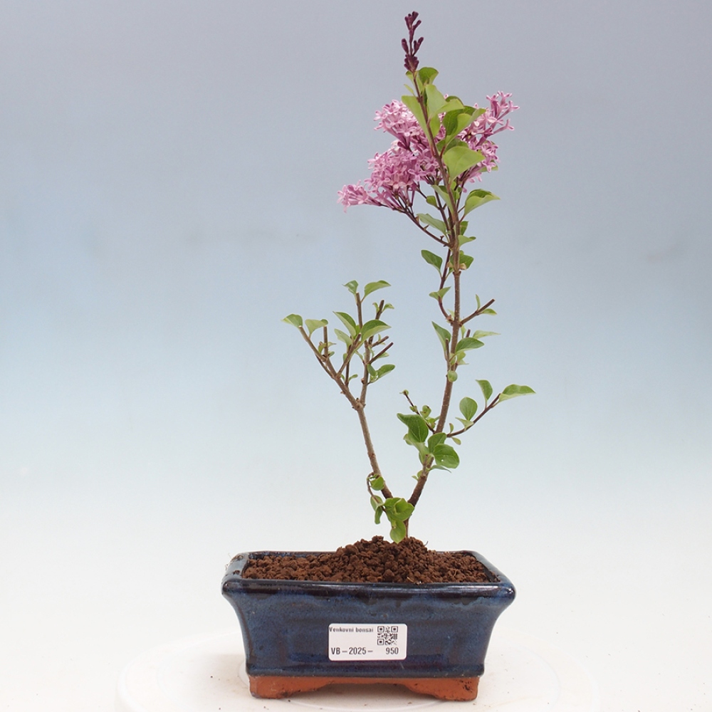 Vonkajší bonsai - Syringa Meyeri Palibin - Orgován Meyerov