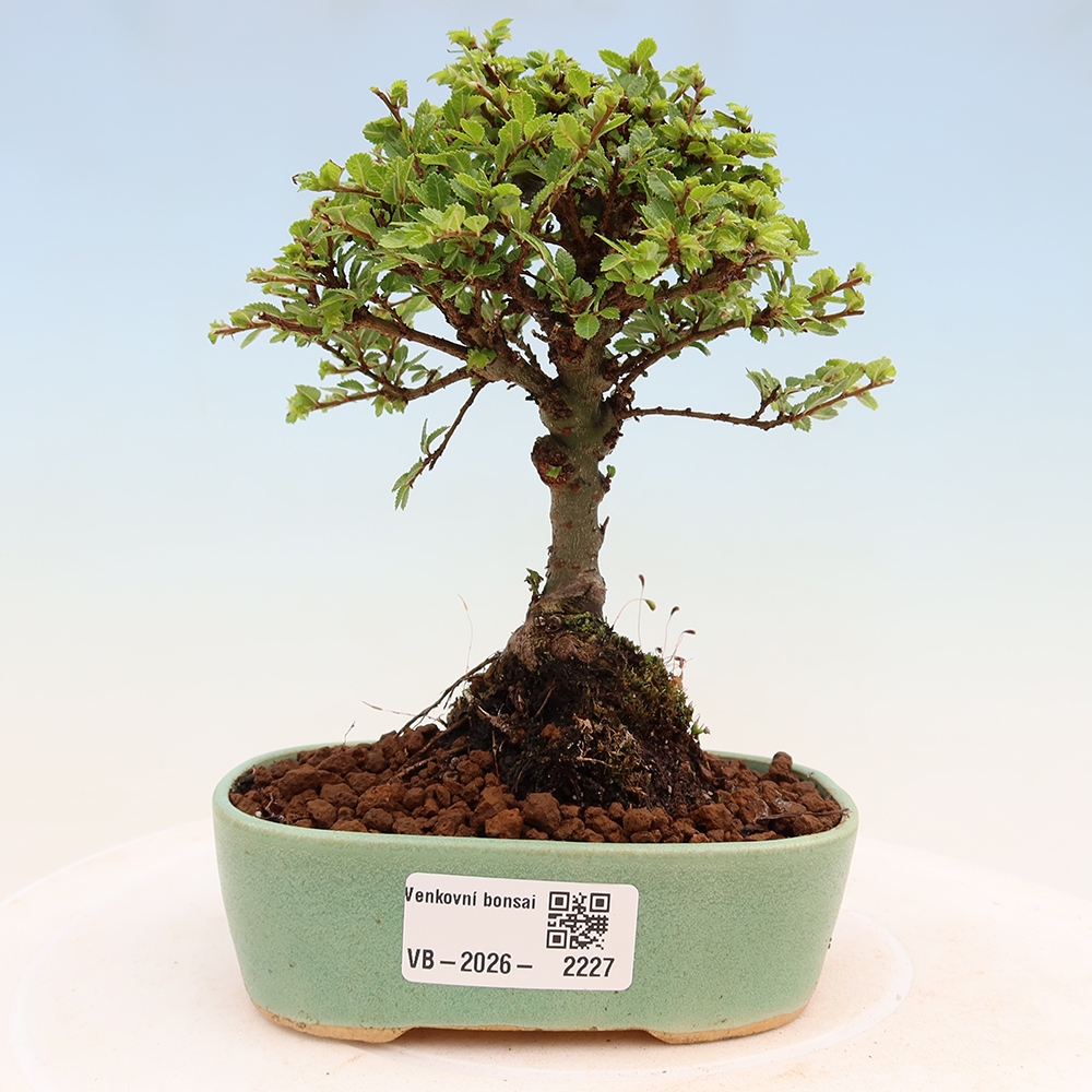 Vonkajší bonsai – Ulmus parvifolia Sagei – javor malolistý