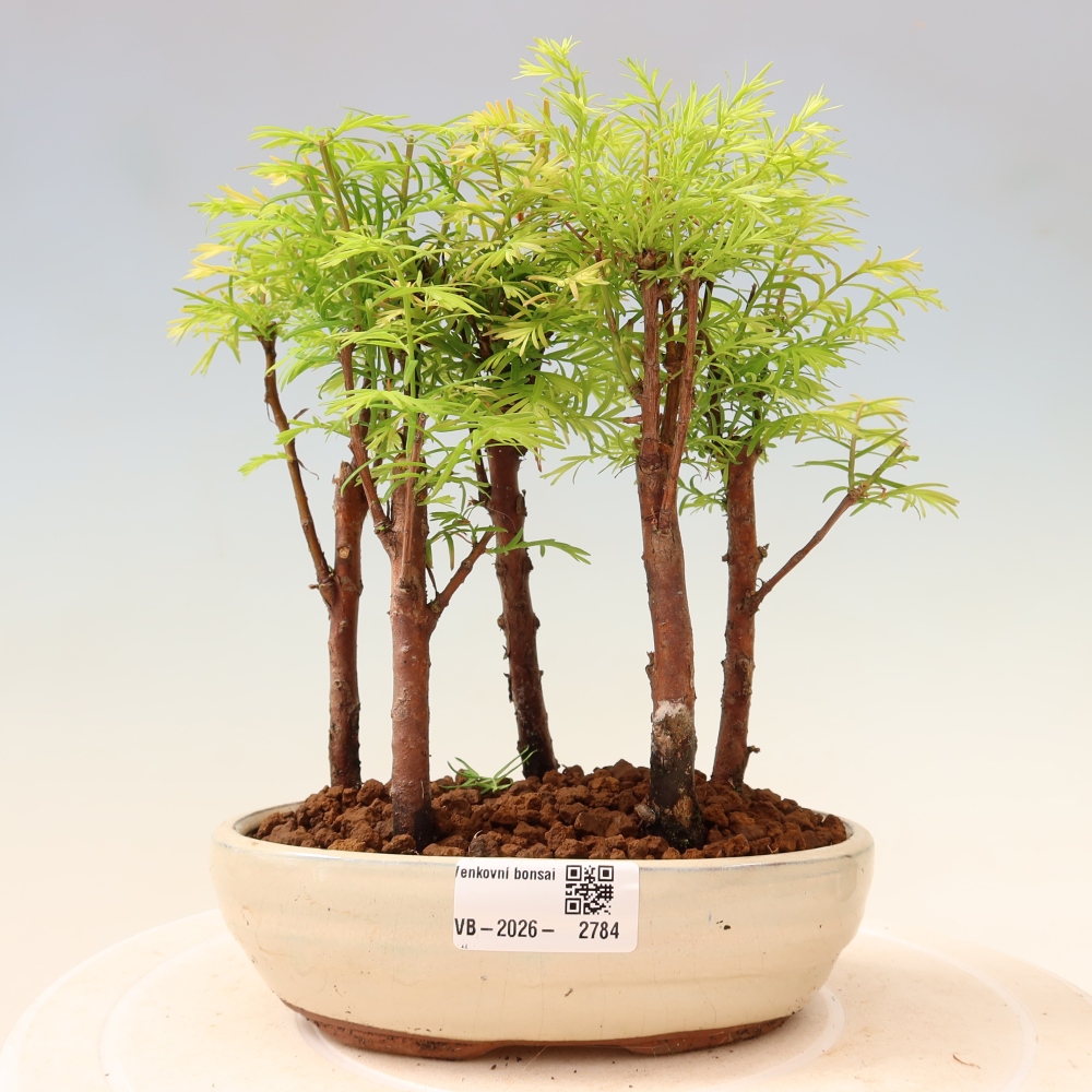 Vonkajší bonsai – Metasequoia glyptostroboides – čínska metasekvoja – hájik