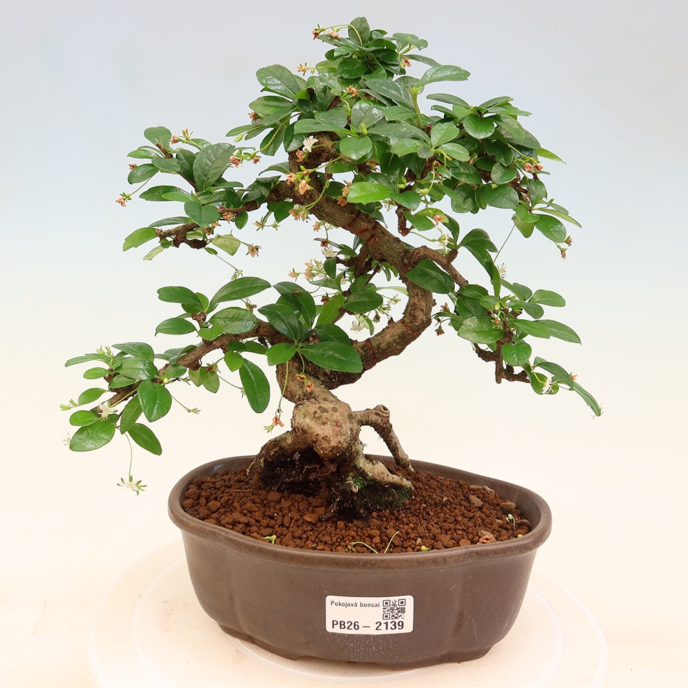 Izbové bonsaje - Carmona macrophylla - Tea fuki