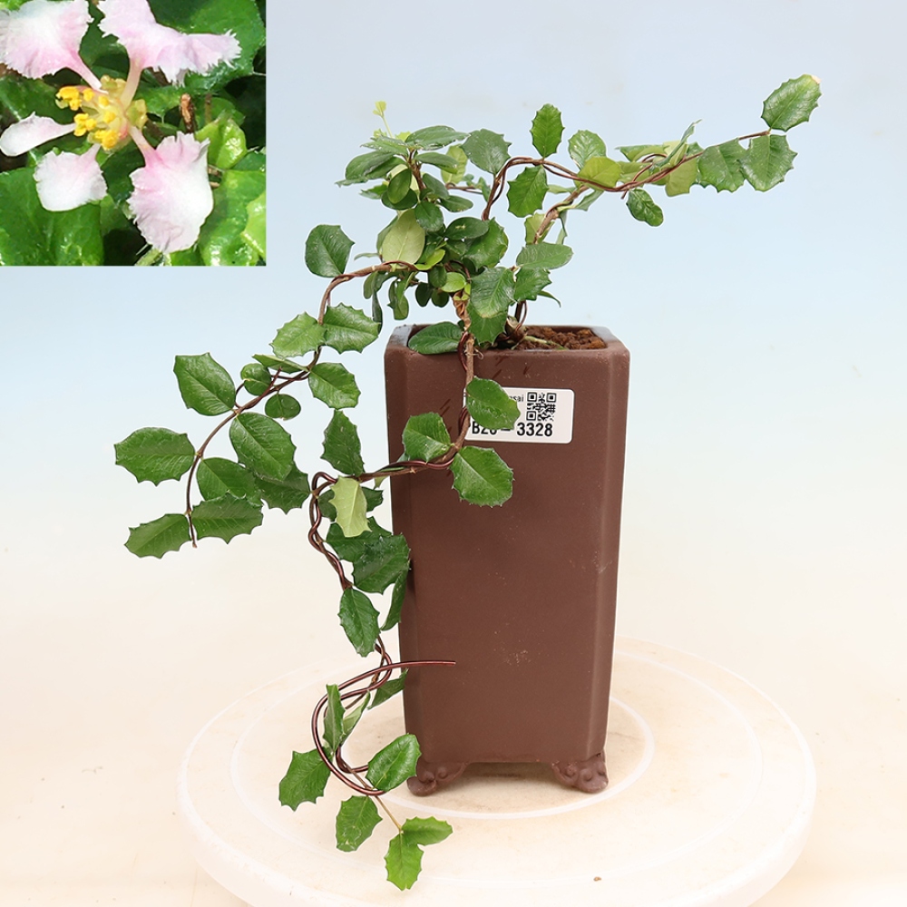Izba bonsai – barbadoská čerešňa (Malpighia coccigera)