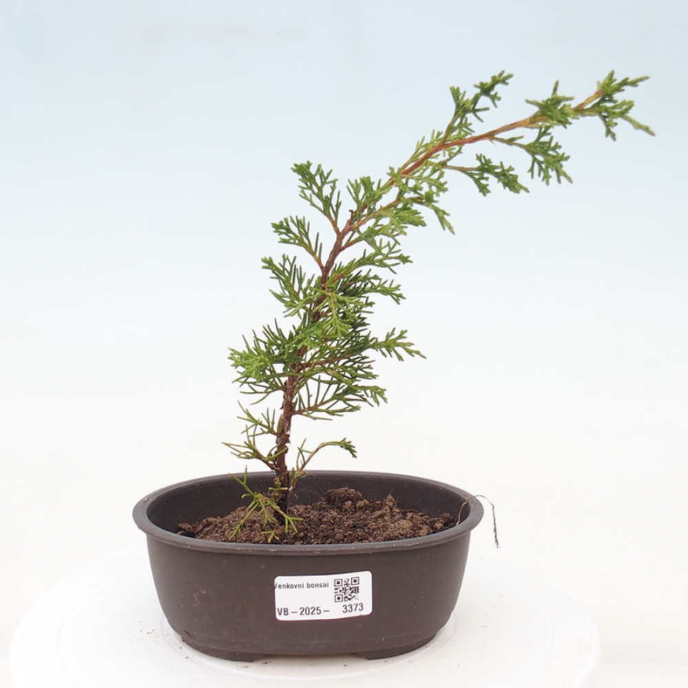 Vonkajší bonsai - Juniperus chinensis Itoigawa -Jalovec čínsky