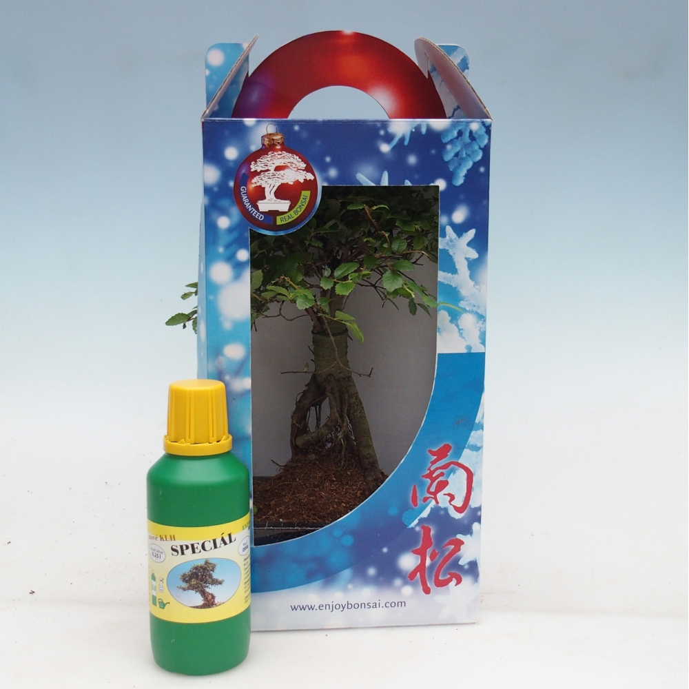 Ulmus parvifolia - brest čínsky