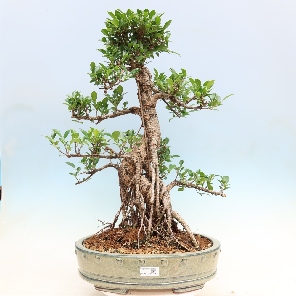 Izbové bonsaje - Ficus kimmen - drobnolistý fikus