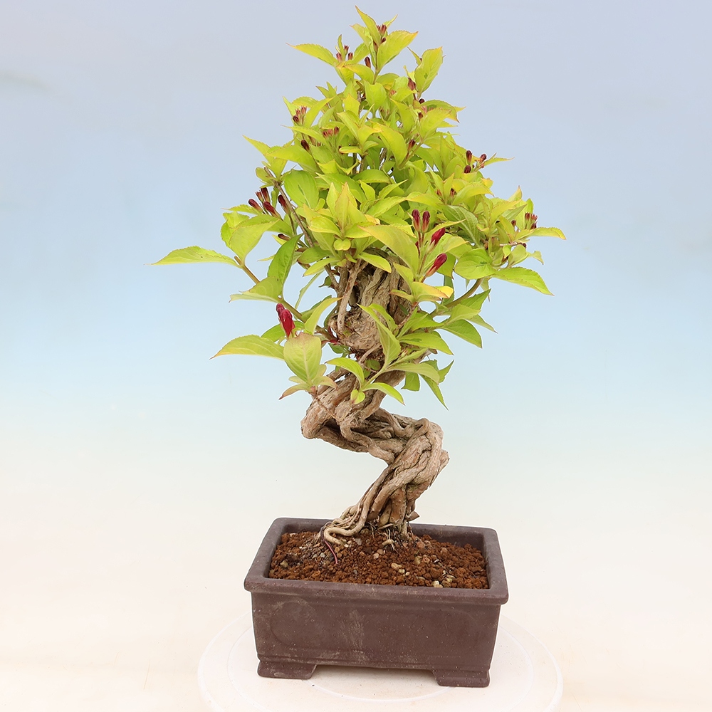 Vonkajší bonsai – Weigela subsessilis – vajgélia kórejská