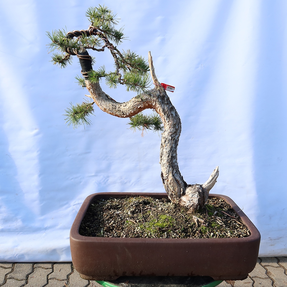 Pinus sylvestris Španielsko – borovica lesná